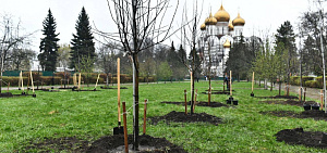 К Дню Победы в Ярославле посадили Сад памяти
