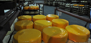 В Ярославской области производство сыра возросло в 2,2 раза