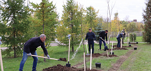 Депутаты муниципалитета Ярославля посадили клены